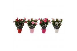 Mandevilla sundaville mix mixtray op rek