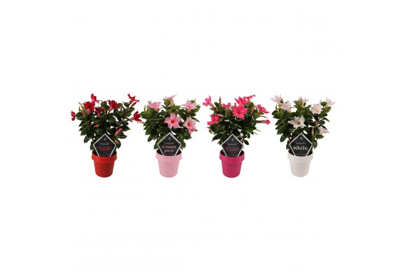 Mandevilla sundaville mix mixtray op rek 
