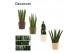 Sansevieria cylindrica mix decorum in manuela stone touch 