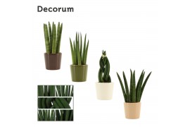 Sansevieria cylindrica mix decorum in manuela stone touch