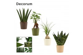 Groene planten mix mini in Manuela (Stone Touch-collection)