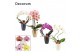 Phalaenopsis mix Phalaenopsis vormen mix 2 tak in Carly (Neo Architect 