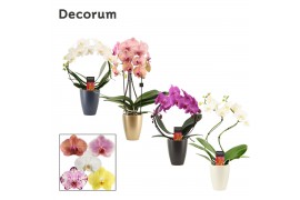 Phalaenopsis mix Phalaenopsis vormen mix 2 tak in Carly (Neo Architect