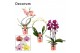 Phalaenopsis mix Phalaenopsis vormen mix 2 tak (Decorum) 14 bl. 2 tak/ 