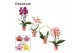 Phalaenopsis mix Phalaenopsis vormen mix 2 tak (Decorum) 14 bl. 2 tak/ 