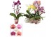 Phalaenopsis mix Phalaenopsis vormen mix 2 tak (Scenza) 14 bl. 2 tak/p 
