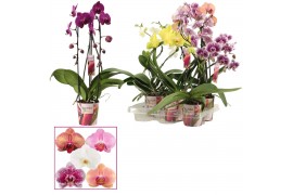 Phalaenopsis mix Phalaenopsis vormen mix 2 tak (Scenza) 14 bl. 2 tak/p