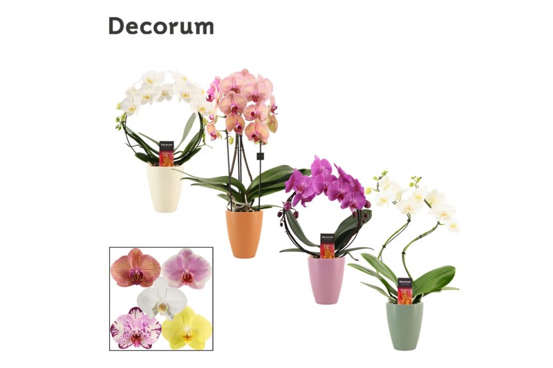 Phalaenopsis mix Phalaenopsis vormen mix 2 tak in Carly (Craft world-c Phalaenopsis mix Phalaenopsis vormen mix 2 tak in Carly (Craft world-c
