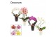Phalaenopsis mix Phalaenopsis vormen mix 2 tak in Carly black & white  