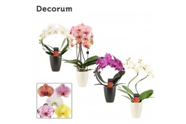 Phalaenopsis mix Phalaenopsis vormen mix 2 tak in Carly black & white 