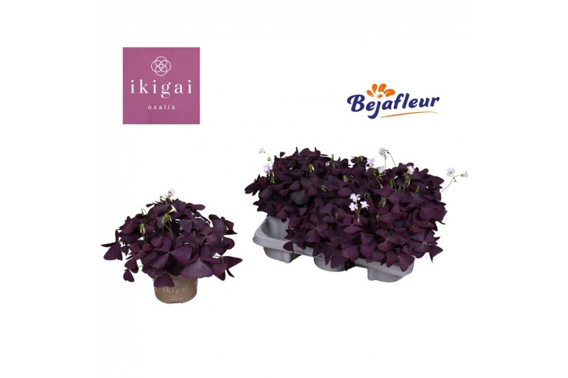 Oxalis triangularis mijke Ikigai 