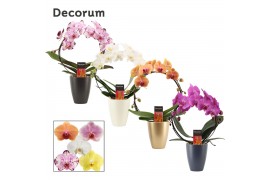 Phalaenopsis mix Boog - 2 tak, 14+ bloem - Carly kramiek - Neo Archite