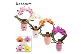 Phalaenopsis mix Boog - 2 tak, 14+ bloem - Dua Lipa keramiek - Party L