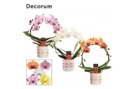 Phalaenopsis mix Boog - 2 tak, 14+ bloem - Estelle keramiek - Craft Wo