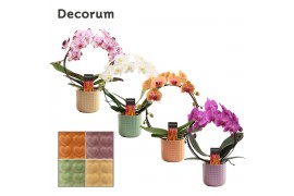 Phalaenopsis mix Boog - 2 tak, 14+ bloem - Kaya keramiek - Craft World