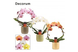 Phalaenopsis mix Boog - 2 tak, 14+ bloem - Liam keramiek - Nature Worl