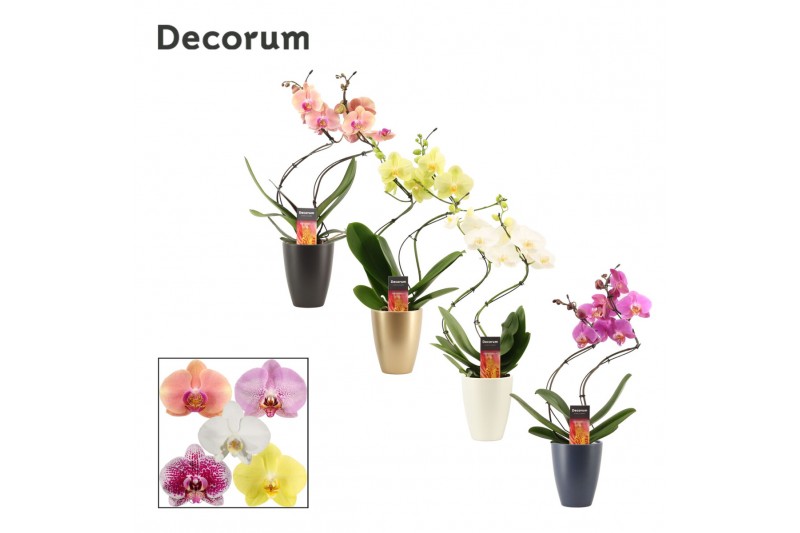 Phalaenopsis mix Phalaenopsis hurricane mix in Carly (Neo Architect-co 