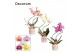 Phalaenopsis mix Phalaenopsis hurricane mix in Estelle (Craft world-co 