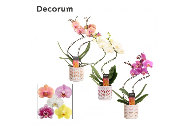 Phalaenopsis mix Phalaenopsis hurricane mix in Estelle (Craft world-co Phalaenopsis mix Phalaenopsis hurricane mix in Estelle (Craft world-co