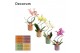 Phalaenopsis mix Phalaenopsis hurricane mix in Kaya (Craft world-colle 