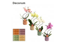 Phalaenopsis mix Phalaenopsis hurricane mix in Kaya (Craft world-colle