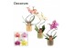 Phalaenopsis mix Phalaenopsis hurricane mix in Liam (Nature world-coll 