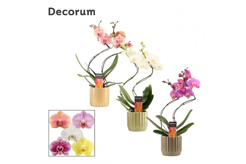 Phalaenopsis mix Phalaenopsis hurricane mix in Liam (Nature world-coll Phalaenopsis mix Phalaenopsis hurricane mix in Liam (Nature world-coll