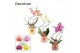 Phalaenopsis mix Phalaenopsis hurricane mix in Lovely (Luxury World-co 