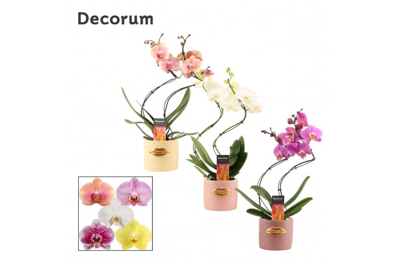Phalaenopsis mix Phalaenopsis hurricane mix in Lovely (Luxury World-co 