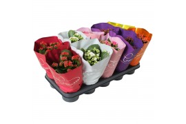 Kalanchoe roseflowers mix happiness Metallic