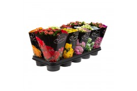 Kalanchoe roseflower mix Happiness DeLuxe