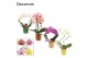 Phalaenopsis mix Phalaenopsis vormen mix 2 tak in Naemi (Natural bubbl 