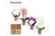 Phalaenopsis mix Phalaenopsis vormen mix 2 tak in Kaya (Craft world-co 