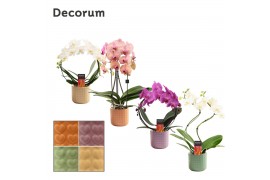 Phalaenopsis mix Phalaenopsis vormen mix 2 tak in Kaya (Craft world-co