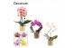 Phalaenopsis mix Phalaenopsis vormen mix 2 tak in Liam (Nature world-c 