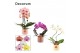 Phalaenopsis mix Phalaenopsis vormen mix 2 tak in Lovely (Luxury World 