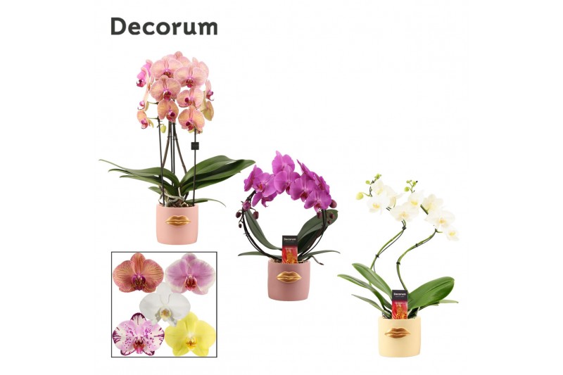 Phalaenopsis mix Phalaenopsis vormen mix 2 tak in Lovely (Luxury World 