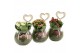 Arrangementen kamerplanten 21657: Mothers day arrangement 1 pp 