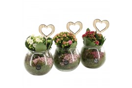 Arrangementen kamerplanten 21657: Mothers day arrangement 1 pp