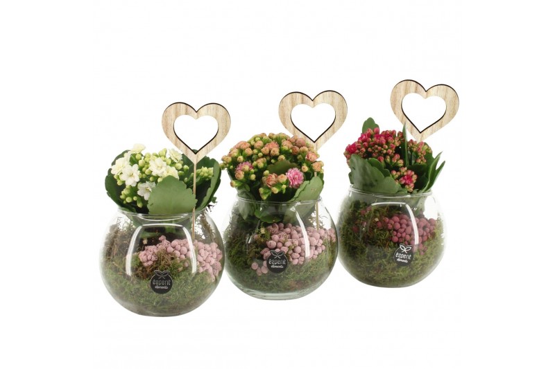 Arrangementen kamerplanten 21657: Mothers day arrangement 1 pp Arrangementen kamerplanten 21657: Mothers day arrangement 1 pp