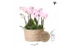 Phalaenopsis Kolibri Orchids Jungle - 6 tak Pink - Reed Basket 