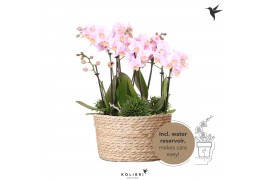 Phalaenopsis Kolibri Orchids Jungle - 6 tak Pink - Reed Basket