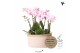 Phalaenopsis Kolibri Orchids Jungle - 6 tak Pink - White Basket 