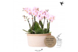 Phalaenopsis Kolibri Orchids Jungle - 6 tak Pink - White Basket