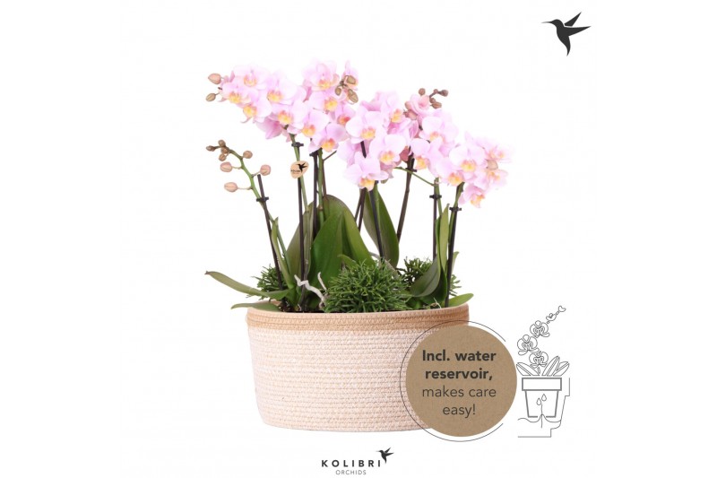 Phalaenopsis Kolibri Orchids Jungle - 6 tak Pink - White Basket 