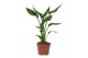 Strelitzia reginae zonder bloem 