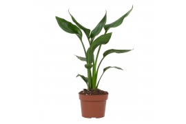 Strelitzia reginae zonder bloem