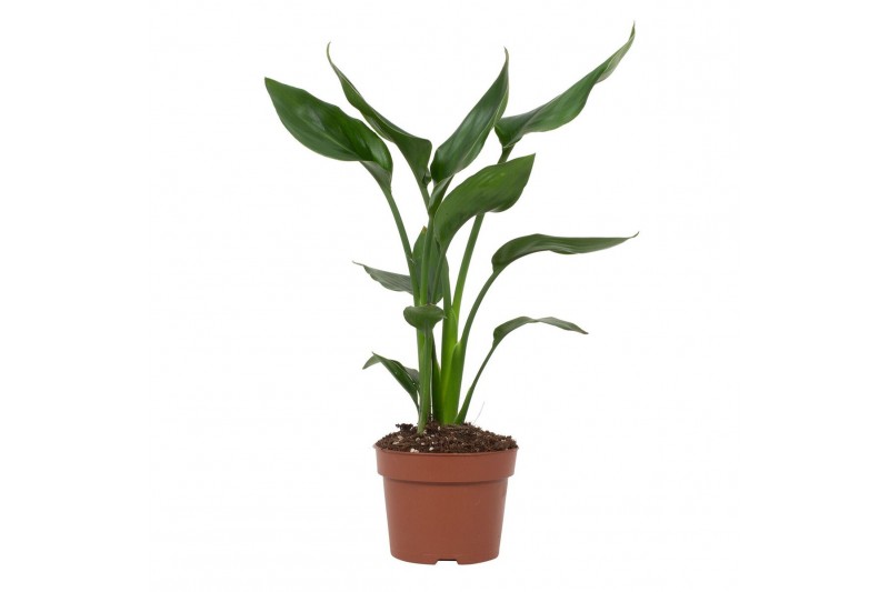 Strelitzia reginae zonder bloem 