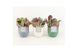 Kalanchoe thyrsiflora in expression keramiek