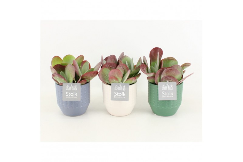 Kalanchoe thyrsiflora in expression keramiek 
